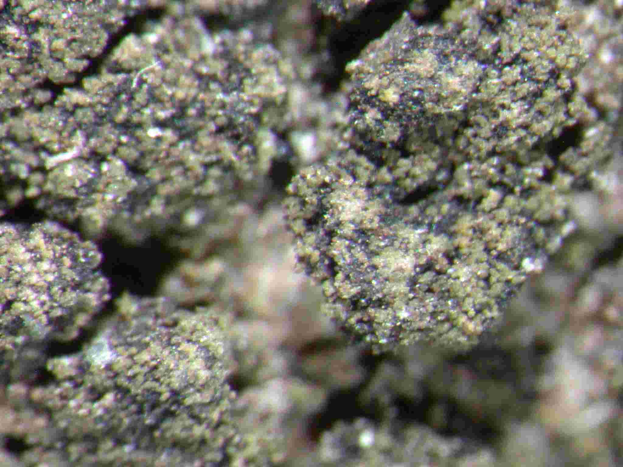 [Placynthiella dasaea]